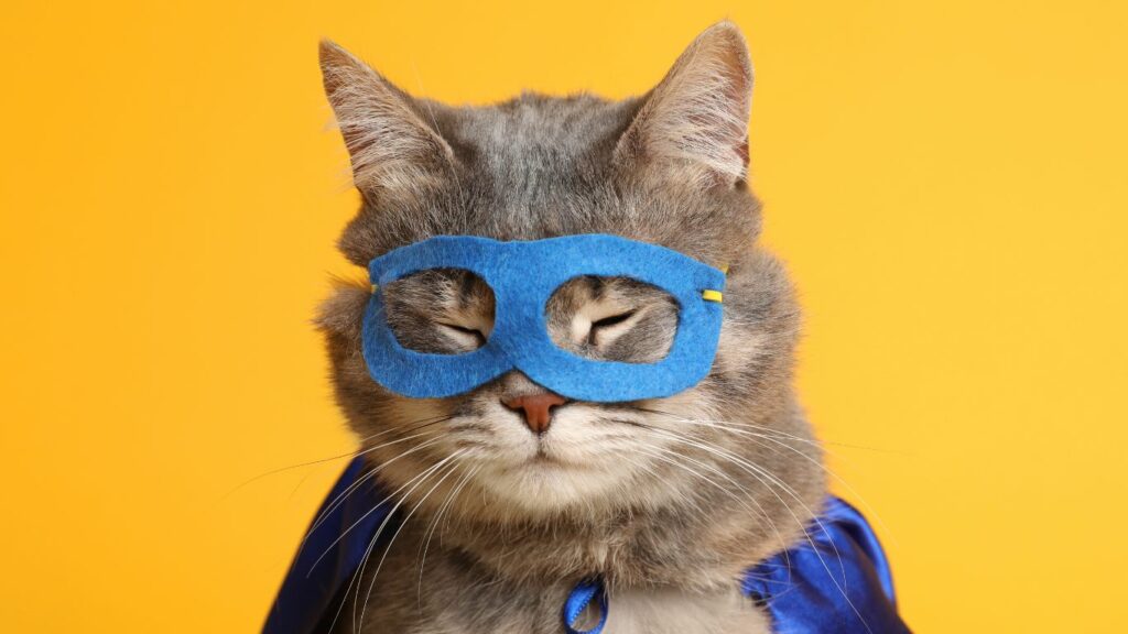 Cat dressed in a superhero outfit
