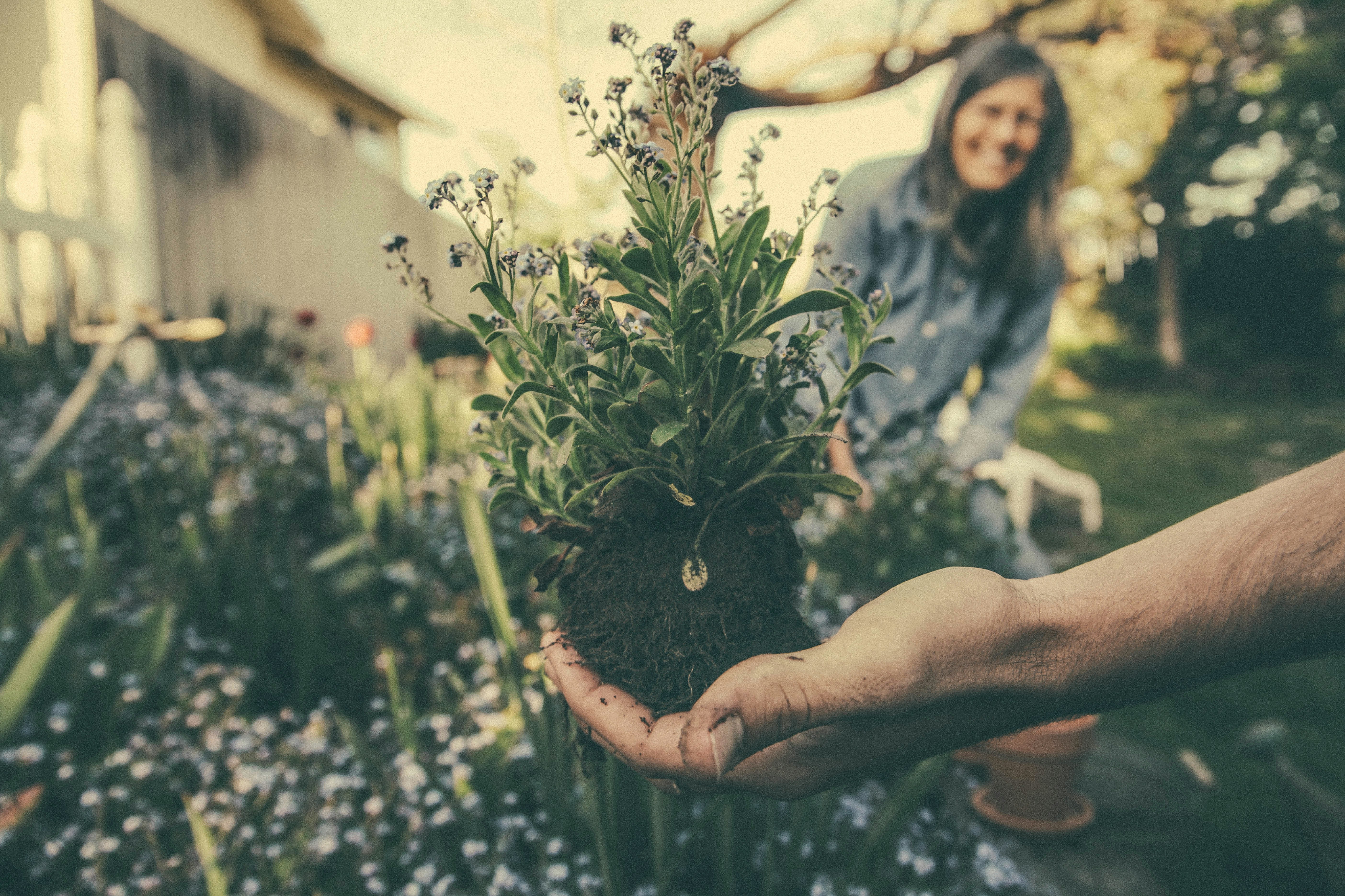 How mindful gardening can boost your wellbeing